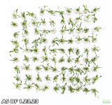 Cryptocoryne Parva_Crypt_Crytps_Aquarium Plants for sale_Aquarium Plants