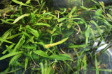 Cryptocoryne Spiralis_Aquarium Plant_Aquarium Plants_Crypt_Crypts_Spiralis
