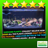 Customer Tank_Easy Red Aquarium Plant Combo