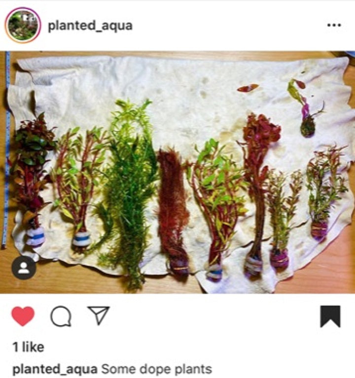 Our Best Selling “Beautiful Plants" Combo Get 4 plants for ONLY $19.95