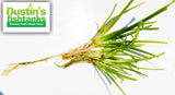Dwarf Sagittaria Subulata (Easiest Foreground Plant)