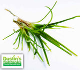 Dwarf Sagittaria Subulata (Easiest Foreground Plant)