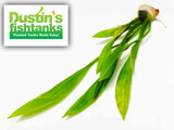 Echinodorus decumbens ( The Midground Aquarium Plant)