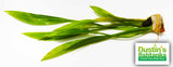 Echinodorus decumbens ( The Midground Aquarium Plant)