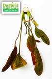 Easy Red Aquarium Plant Combo