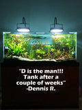 D's Standard Aquarium Plant  Combo Plant Pack (BEST VALUE)