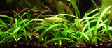 You get 15 Stems of Dwarf Sagitaria