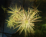 Eustralis stellata TOP DOWN image from one of our plant basins