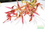 Alternanthera Reineckii Regular_Aquarium Plant For Sale