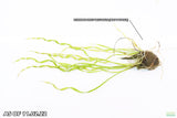 Echinodorus Vesuvius Not Potted and Potted_Spiral Sword_Aquarium Plant_Aquarium Plants For Sale