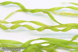 Echinodorus Vesuvius Not Potted and Potted_Spiral Sword_Aquarium Plant_Aquarium Plants For Sale