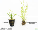 Echinodorus Vesuvius Not Potted and Potted_Spiral Sword_Aquarium Plant_Aquarium Plants For Sale