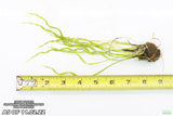 Echinodorus Vesuvius Not Potted and Potted_Spiral Sword_Aquarium Plant_Aquarium Plants For Sale