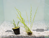 Echinodorus Vesuvius Not Potted and Potted_Spiral Sword_Aquarium Plant_Aquarium Plants For Sale