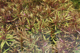 Eustalis Stellata_Aquarium Plant For Sale_Aquarium Plants For SaleEustralis Stellata_Very Strong Very Purple wild aquarium plant_Aquarium plants for sale