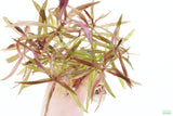 Eustralis Stellata_Very Strong Very Purple wild aquarium plant_Aquarium plants for sale