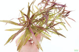 Eustralis Stellata_Very Strong Very Purple wild aquarium plant_Aquarium plants for sale