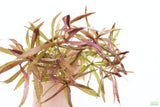 Eustralis Stellata_Very Strong Very Purple wild aquarium plant_Aquarium plants for sale