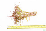 Eustralis Stellata_Very Strong Very Purple wild aquarium plant_Aquarium plants for sale