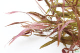 Eustralis Stellata_Very Strong Very Purple wild aquarium plant_Aquarium plants for sale