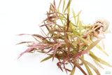 Eustralis Stellata_Very Strong Very Purple wild aquarium plant_Aquarium plants for sale