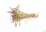Eustralis Stellata_Very Strong Very Purple wild aquarium plant_Aquarium plants for sale