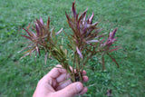 Eustralis Stellata_Very Strong Very Purple wild aquarium plant_Aquarium plants for sale