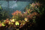 Eustralis Stellata_Very Strong Very Purple wild aquarium plant_Aquarium plants for sale