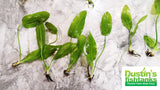 Small Exotic Amazon Sword- EASY Low Light Aquarium Plant