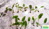 Small Exotic Amazon Sword- EASY Low Light Aquarium Plant