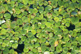 Frog Bit_The Perfect Floater_Aquarium Plant For Sale_Aquarium Plants for sale