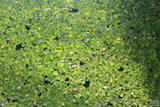 Frog Bit_The Perfect Floater_Aquarium Plant For Sale_Aquarium Plants for sale