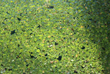 Frog Bit_The Perfect Floater_Aquarium Plant For Sale_Aquarium Plants for sale