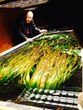 Giant Jungle Val_Vallisneria Americana_Boss Of Planted Tank_Val_Jungle Val_Aquarium Plants For Sale_Aquarium Plant