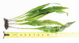 Java Fern. (Regular) 6 Inches