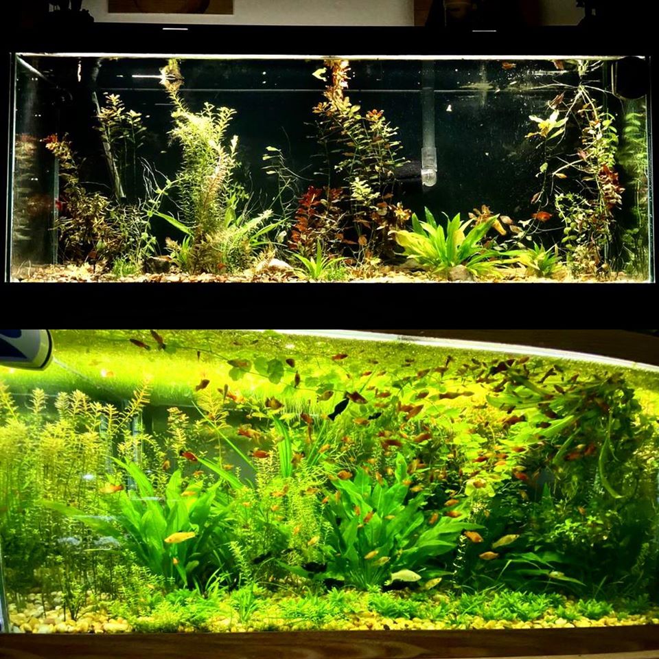 Using our Growth Juice and our LED Lights