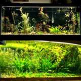 Using our Growth Juice and our LED Lights