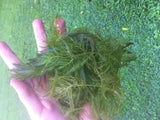 Hornwort for sale on Dustin's Fishtanks
