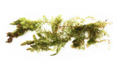 Hornwort (The ultimate cover for Fish Fry)