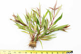 Hygrophila Stricta (Red Stem UNIQUE Plant) 5-6 Stems