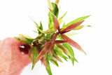 Hygrophila Stricta (Red Stem UNIQUE Plant) 5-6 Stems