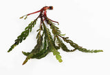 Hygrophila Pinnatifida_Aquarium Plants For sale_Aquarium plant