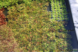 Hygrophila Corymbosa 'Compacta' POTTED (Super Easy Low Light Foreground Aquarium Plant)
