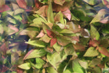 Hygrophila Corymbosa 'Compacta' POTTED (Super Easy Low Light Foreground Aquarium Plant)
