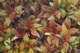 Hygrophila Corymbosa Compacta_super seasy low light foreground aquarium plant_aquarium plants for sale