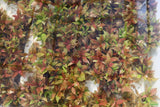 Hygrophila Corymbosa Compacta_super seasy low light foreground aquarium plant_aquarium plants for sale