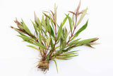 Hygrophila Stricta (Red Stem UNIQUE Plant) 5-6 Stems