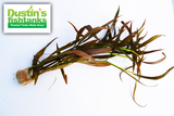 Easy Red Aquarium Plant Combo