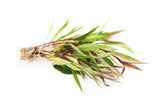 Hygrophila Stricta (Red Stem UNIQUE Plant) 5-6 Stems