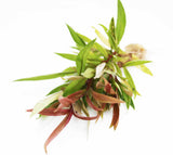 Hygrophila Stricta (Red Stem UNIQUE Plant) 5-6 Stems